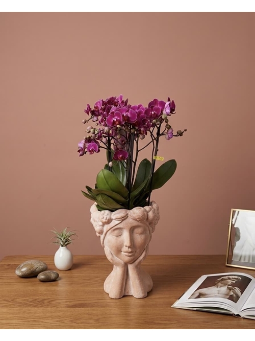 PHALAENOPSIS MULTIFLORA MALVA - Imagen 1