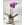 PHALAENOPSIS NIÑA - Imagen 1