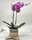PHALAENOPSIS NIÑA - Imagen 1