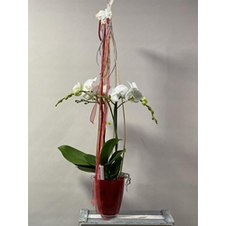 PHALAENOPSIS PASIÓN - Imagen 1