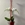 PHALAENOPSIS PASIÓN - Imagen 1