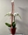 PHALAENOPSIS PASIÓN - Imagen 1