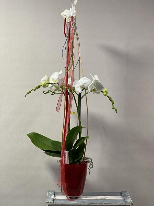 PHALAENOPSIS PASIÓN - Imagen 1