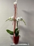PHALAENOPSIS PASIÓN - Imagen 1
