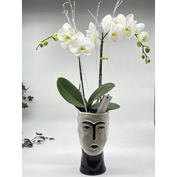 PHALAENOPSIS PICASSO - Imagen 1