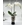PHALAENOPSIS PICASSO - Imagen 1