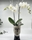 PHALAENOPSIS PICASSO - Imagen 1