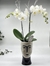 PHALAENOPSIS PICASSO - Imagen 1