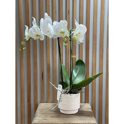 PHALAENOPSIS PUREZA - Imagen 1
