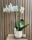 PHALAENOPSIS PUREZA - Imagen 1