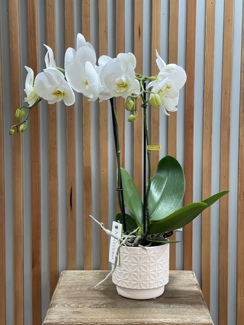 PHALAENOPSIS PUREZA - Imagen 1