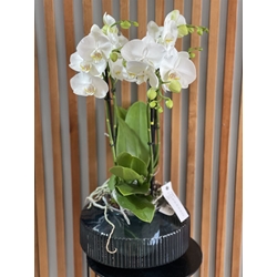PHALAENOPSIS SABINA - Imagen 1