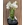 PHALAENOPSIS SABINA - Imagen 1