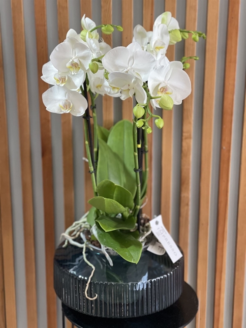 PHALAENOPSIS SABINA - Imagen 1