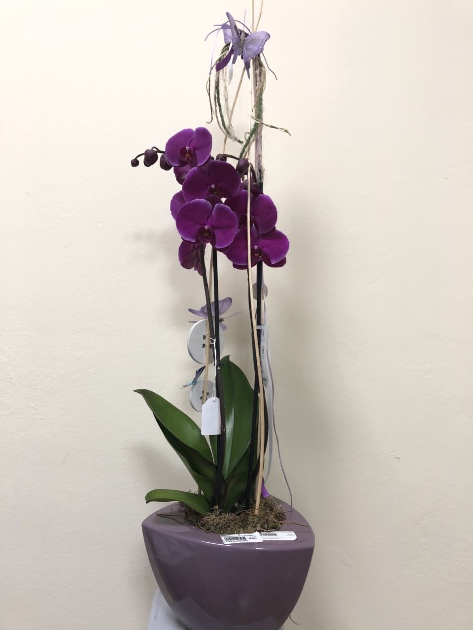 Phalaenopsis - Imagen 1