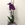 Phalaenopsis - Imagen 1