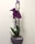 Phalaenopsis - Imagen 1