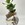 Planta de clusia hidroponica con base de luz - Imagen 1