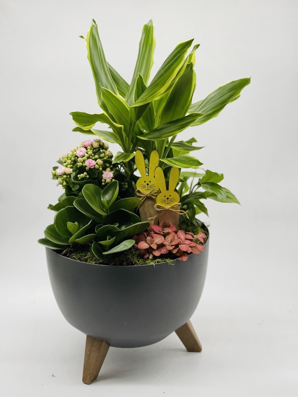 PlANTAS 