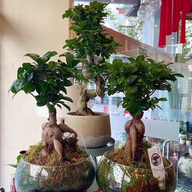 Plantas