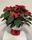 Poinsettia con cubremacetas - Imagen 1