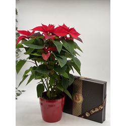 POINSETTIA DELICIA - Imagen 1