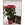 POINSETTIA DELICIA - Imagen 1