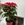POINSETTIA DELICIA - Imagen 1