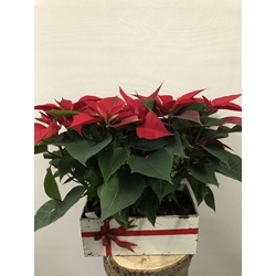 POINSETTIA ESTILO FESTIVO - Imagen 1