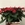 POINSETTIA ESTILO FESTIVO - Imagen 1