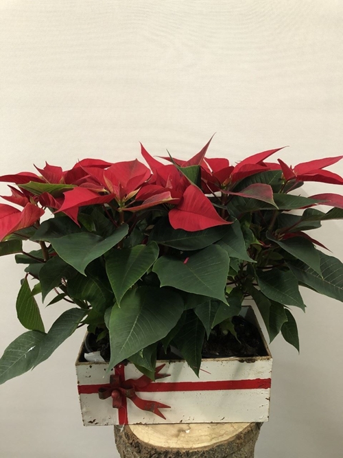 POINSETTIA ESTILO FESTIVO - Imagen 1