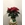 POINSETTIA ESTRELLA - Imagen 1