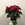 POINSETTIA ESTRELLA - Imagen 1