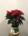 POINSETTIA ESTRELLA - Imagen 1