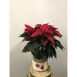 POINSETTIA ESTRELLA - Imagen 2