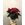 POINSETTIA ESTRELLA - Imagen 2