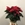 POINSETTIA ESTRELLA - Imagen 2