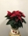 POINSETTIA ESTRELLA - Imagen 2