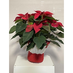 POINSETTIA TRADICIÓN - Imagen 1
