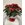 POINSETTIA TRADICIÓN - Imagen 1
