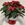 POINSETTIA TRADICIÓN - Imagen 1