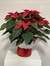 POINSETTIA TRADICIÓN - Imagen 1