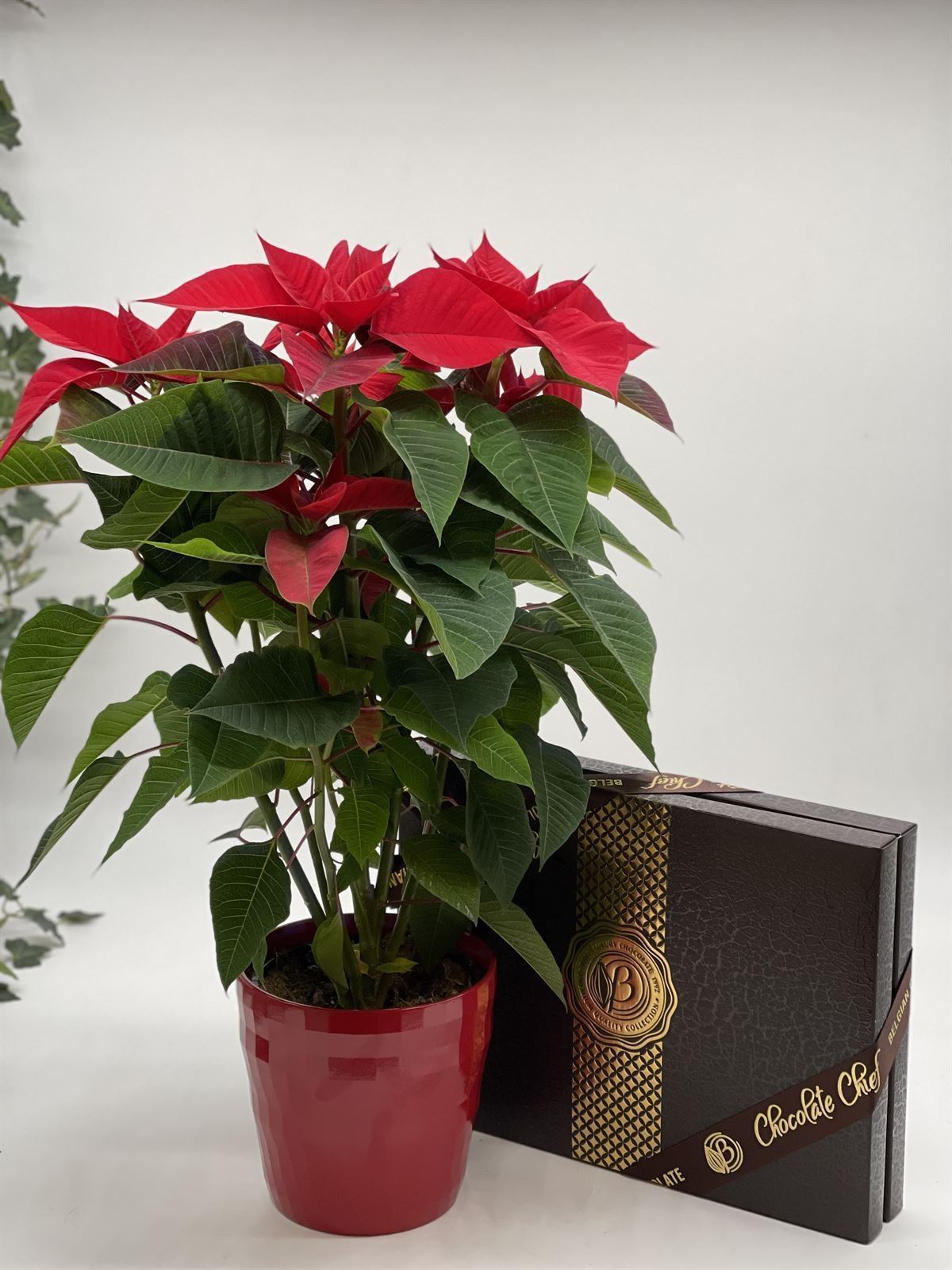 Poinsettia y bombones - Imagen 1