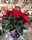 POINSETTIA - Imagen 1