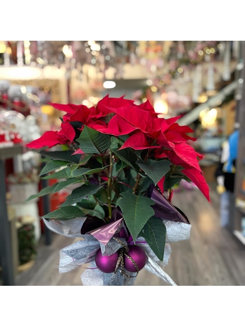 POINSETTIA - Imagen 1