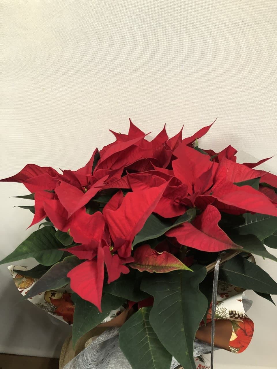 POINSETTIA - Imagen 2