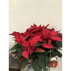 POINSETTIA - Imagen 2
