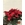 POINSETTIA - Imagen 2