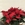 POINSETTIA - Imagen 2