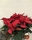 POINSETTIA - Imagen 2